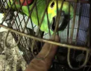 Papagaio Bicando 2