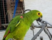 Papagaio Bicando 4