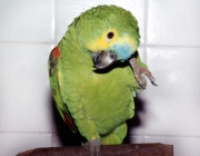 Papagaio Bicando 5