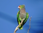 Papagaio Caboclo 5