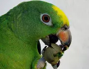 Papagaio Campeiro Comendo 1