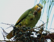 Papagaio Campeiro Comendo 3