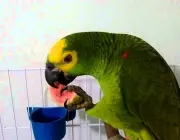 Papagaio Campeiro Comendo 4