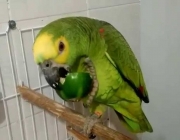 Papagaio Campeiro Comendo 5
