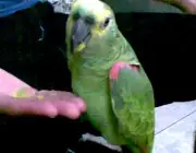 Papagaio Campeiro Comendo 6
