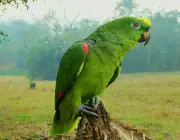 Papagaio Campeiro 3