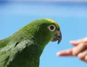 Papagaio Campeiro 6