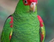 Papagaio Charão 3