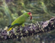 Papagaio Charão Comendo 1