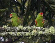 Papagaio Charão Comendo 3
