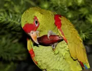 Papagaio Charão Comendo 4