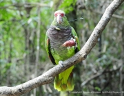 Papagaio Charão Comendo 5