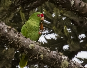 Papagaio Charão Comendo 6