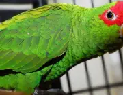 Papagaio-Charão 1