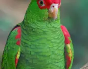 Papagaio-Charão 2