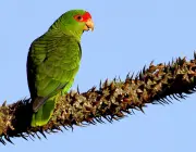 Papagaio-Charão 5