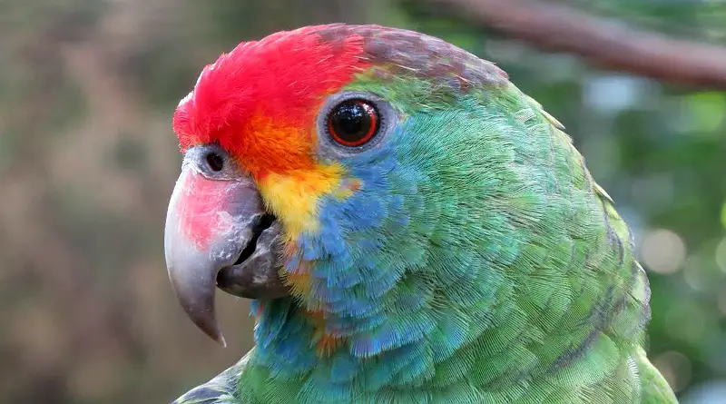 Papagaio Chauá 1