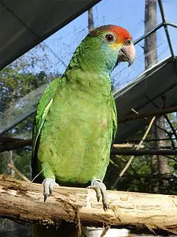 Papagaio Chauá 2