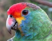 Papagaio Chauá 1