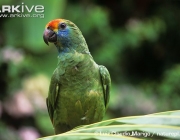ARKive image GES022489 - Red-browed Amazon