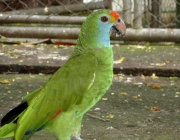 Papagaio Chauá 5