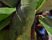 Papagaio Chauá 6