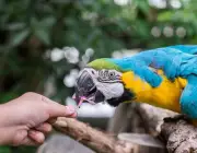 papagaio Comendo em Cativeiro 3