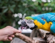 papagaio Comendo em Cativeiro 3