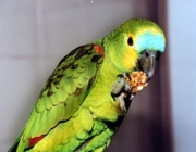papagaio Comendo em Cativeiro 4