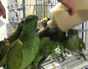 papagaio Comendo em Cativeiro 5