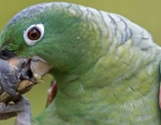 papagaio Comendo em Cativeiro 6