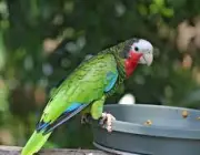 Papagaio Cubano Comendo 1