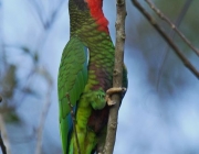 Papagaio Cubano Comendo 2