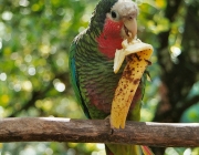Papagaio Cubano Comendo 3