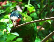 Papagaio Cubano Comendo 4