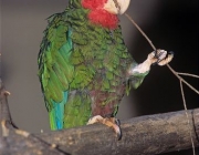 ARKive image GES023994 - Cuban Amazon