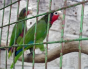 Papagaio Cubano no Cativeiro 1