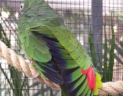 Papagaio Cubano no Cativeiro 2