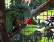 Papagaio Cubano no Cativeiro 3