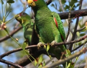 Papagaio Cubano no Cativeiro 4