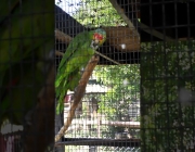 Papagaio Cubano no Cativeiro 5