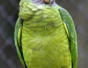 Papagaio-da-Cara-Roxa 3