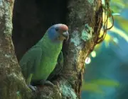 Papagaio-da-Cara-Roxa 4