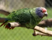 Papagaio-da-Cara-Roxa 5