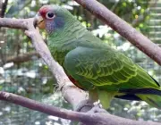 Papagaio-da-Cara-Roxa 6