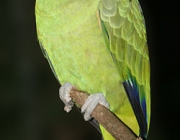 Papagaio da Cara Roxa 1