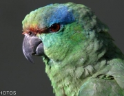 Papagaio da Várzea 4