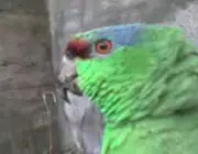 Papagaio da Várzea 5