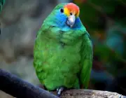 Papagaio de Bochecha Azul 6