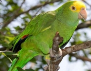 Papagaio-de-Cabeça-Amarela 1